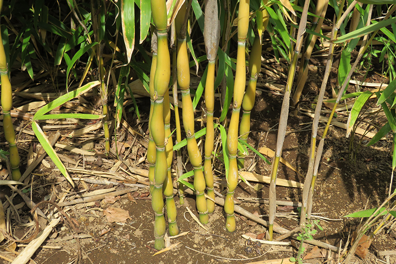 ラッキョウヤダケ