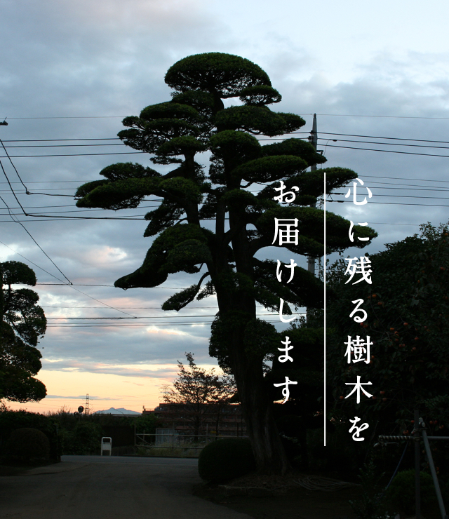 有限会社 大門殖産園