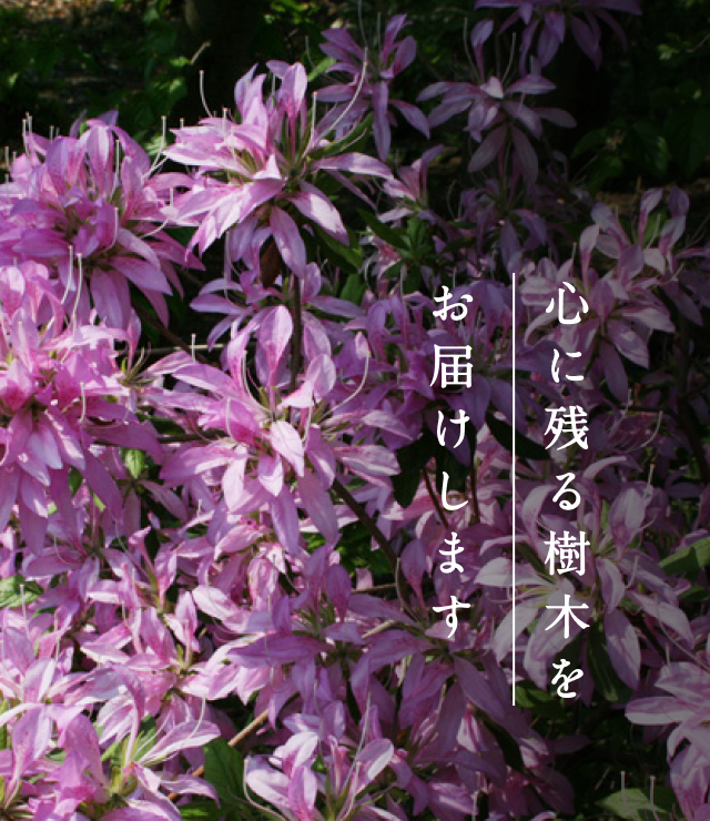 有限会社 大門殖産園