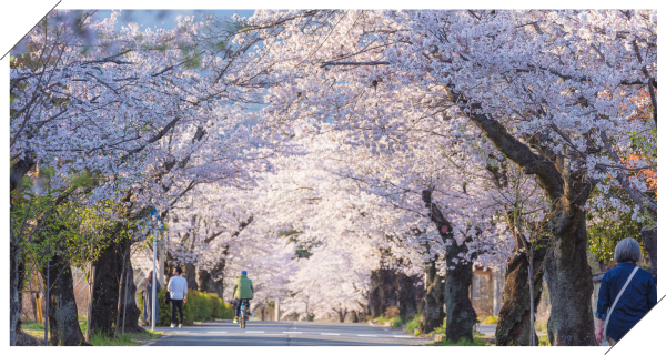 公共スペースを彩る四季の植木